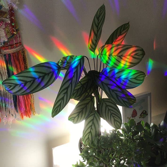 SUNCATCHER Butterfly Garden | Rainbow Suncatcher